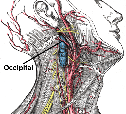 Occipital artery