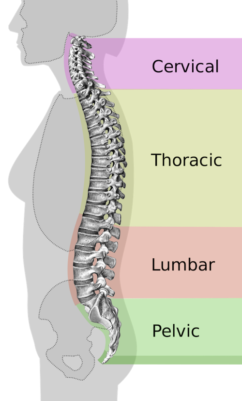 spinal anatomy