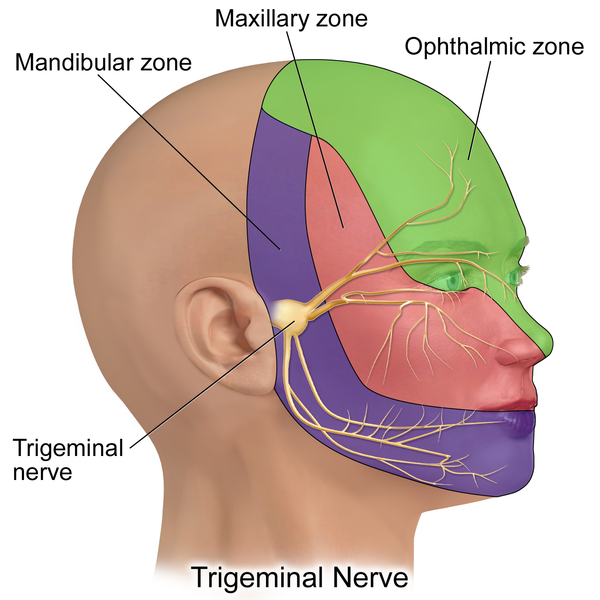 600px Trigeminal Nerve